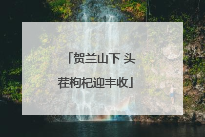 贺兰山下 头茬枸杞迎丰收