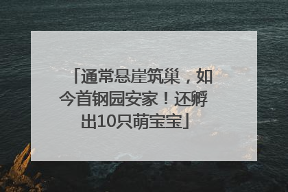 通常悬崖筑巢，如今首钢园安家！还孵出10只萌宝宝
