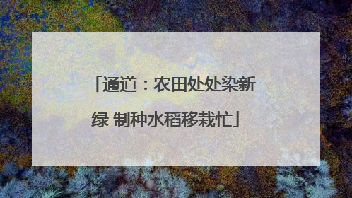 通道：农田处处染新绿 制种水稻移栽忙