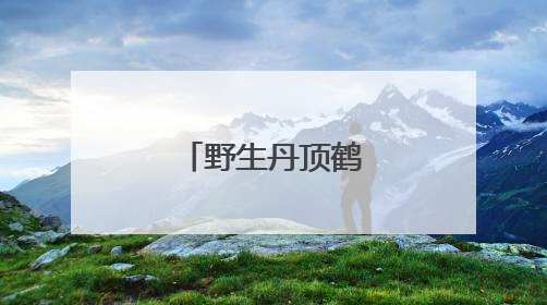 野生丹顶鹤“带娃”忙
