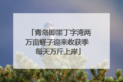 青岛即墨丁字湾两万亩蛏子迎来收获季 每天万斤上岸