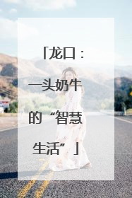 龙口：一头奶牛的“智慧生活”