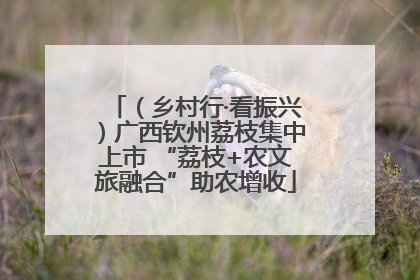 （乡村行·看振兴）广西钦州荔枝集中上市 “荔枝+农文旅融合”助农增收