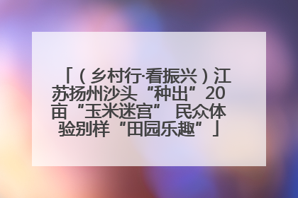 （乡村行·看振兴）江苏扬州沙头“种出”20亩“玉米迷宫” 民众体验别样“田园乐趣”
